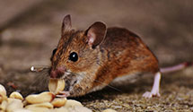 24 Hour & Emergency Exterminators in Orrs Island, ME
